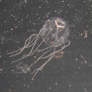  Tripedalia cystophora         (  Melissa Coates   www.wissenschaft-online.de)