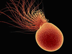  Pyrococcus furiosus          .     70  103C.    www.dbu.de