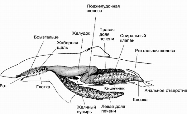 Реферат: Китовая акула