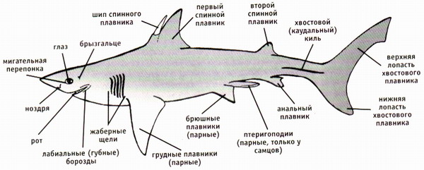 Реферат: Китовая акула