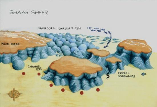 SHAAB SHEER