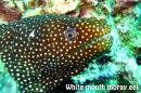 Moray eel