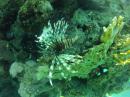     Nautilus-aqaba