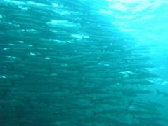   (Barracuda Point)