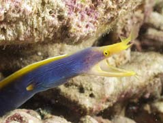   (Eel Garden)