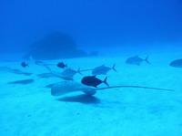 Eagle Ray City ( )