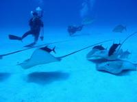 Eagle Ray City ( )
