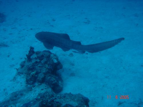 Акула - Нянька на 45 метрах