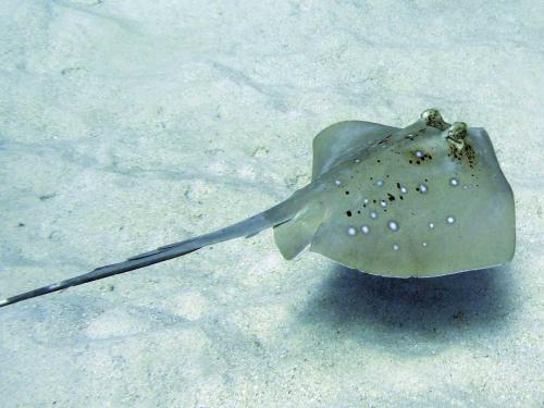 Blue spotted eagle ray