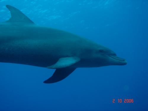 1 Дельфин