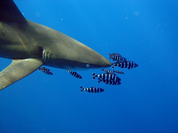01 Рифовая акула