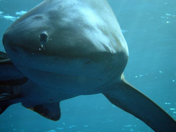 05 Длиннокрылая акула. (Oceanic white-tip shark)