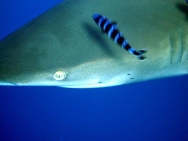 07 Длиннокрылая акула. (Oceanic white-tip shark)