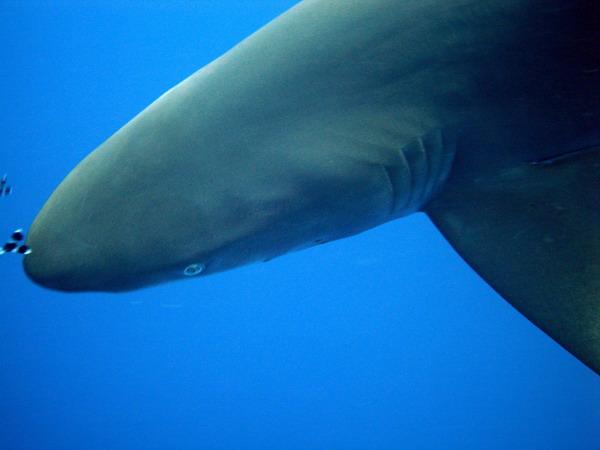 09 Рифовая акула