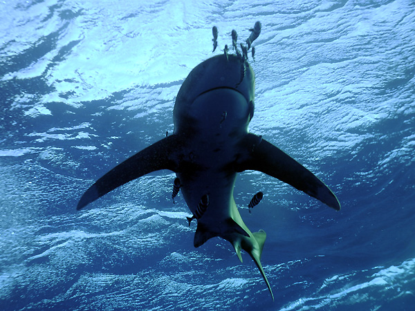 Длиннокрылая акула. (Oceanic white-tip shark)