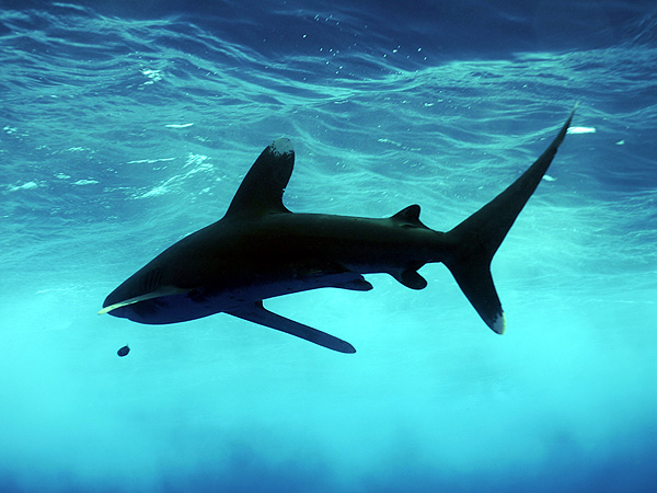  . (Oceanic white-tip shark)