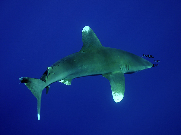  . (Oceanic white-tip shark)