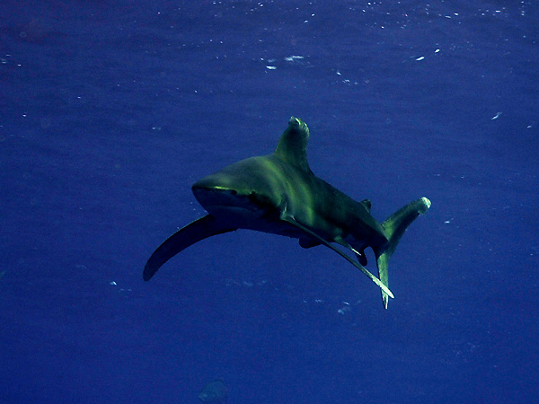  . (Oceanic white-tip shark)