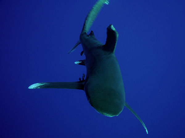  . (Oceanic white-tip shark)