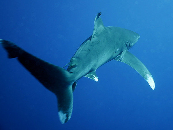  . (Oceanic white-tip shark)