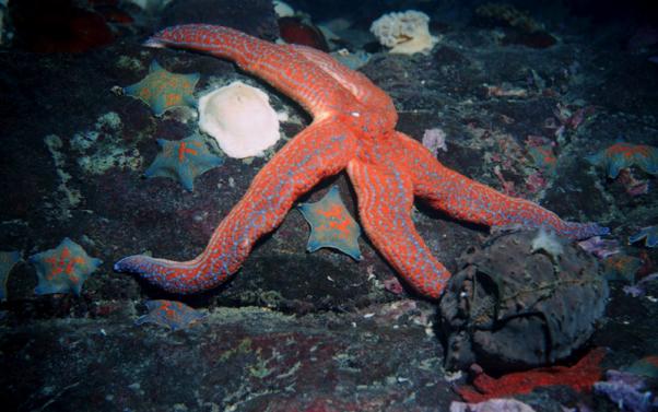 Подводный мир Японского моря,морские звёзды.