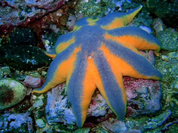 Подводный мир Японского моря,морские звёзды.