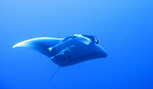 Thurston's devil ray