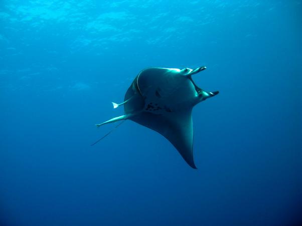 Thurston's devil ray