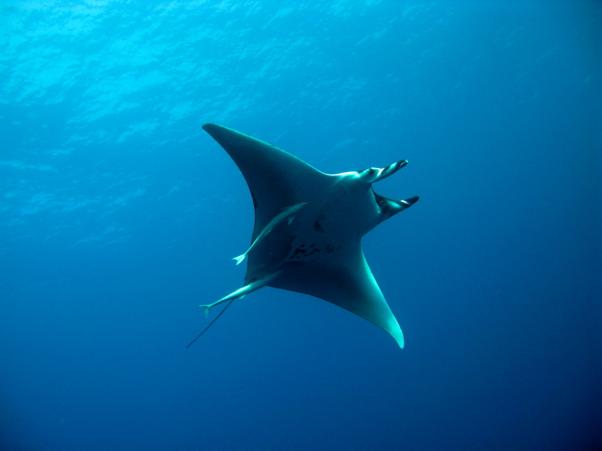 Thurston's devil ray