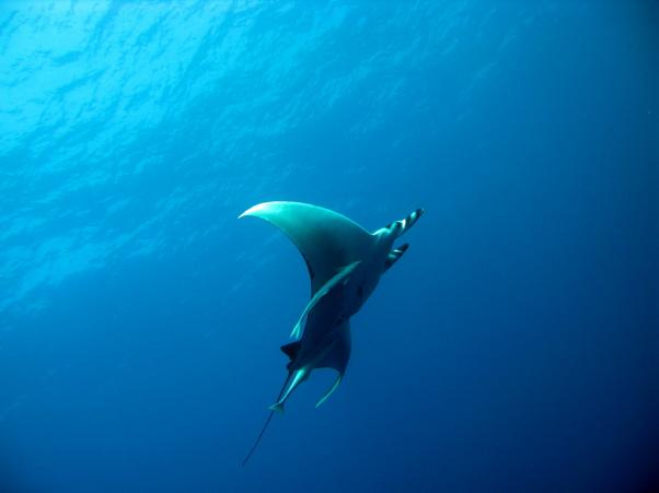 Thurston's devil ray