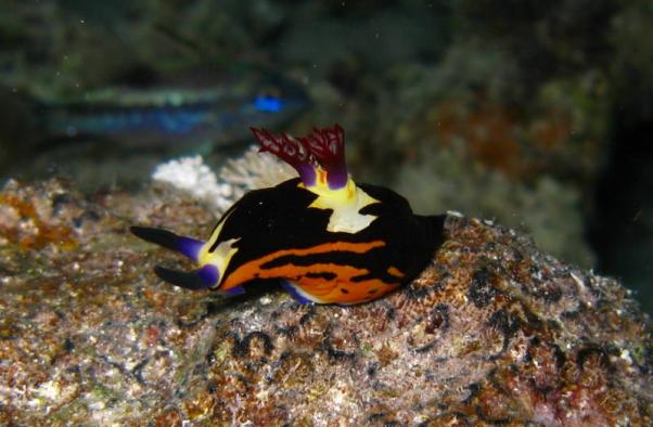 Red Sea Nembrotha