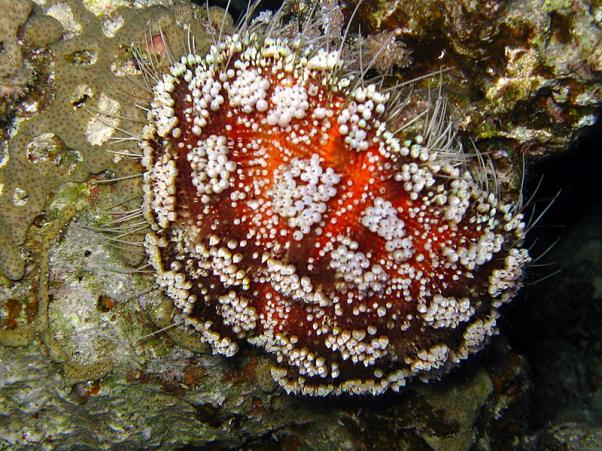 Red Sea fire urchin