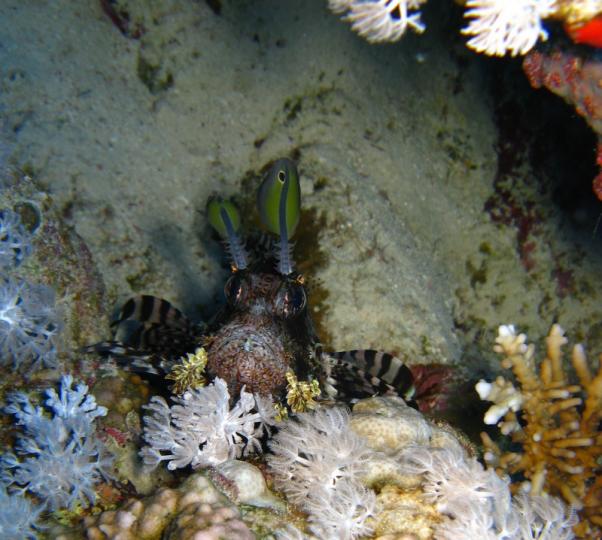 Lionfish