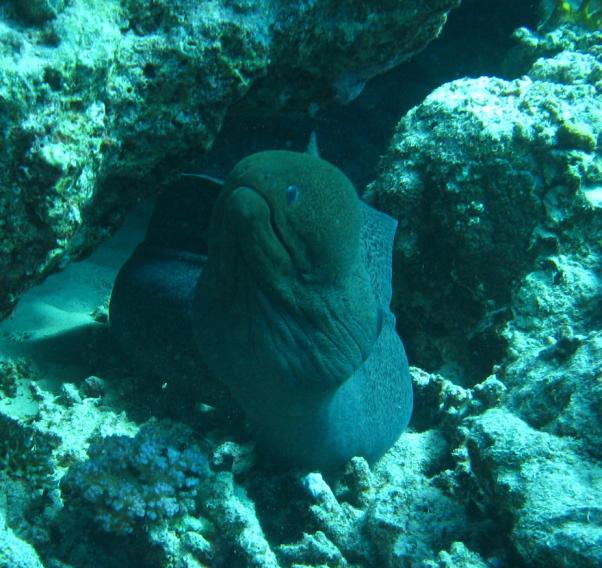 Giant moray