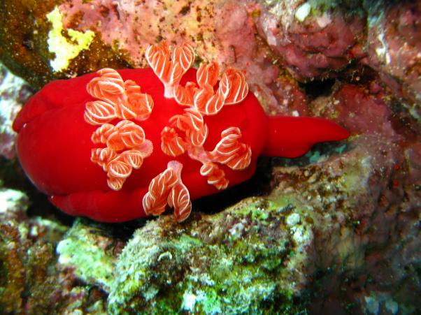 Spanish dancer