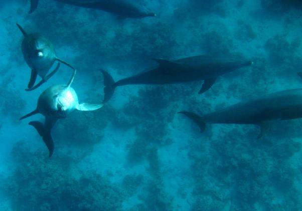 Dolphins