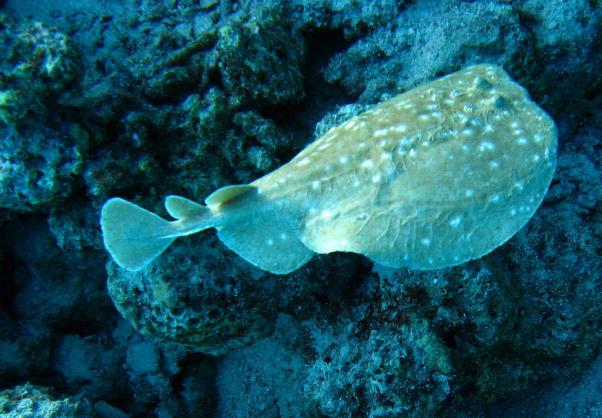 Torpedo ray