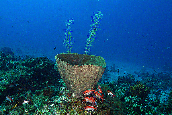 Карибское море - январь 2009