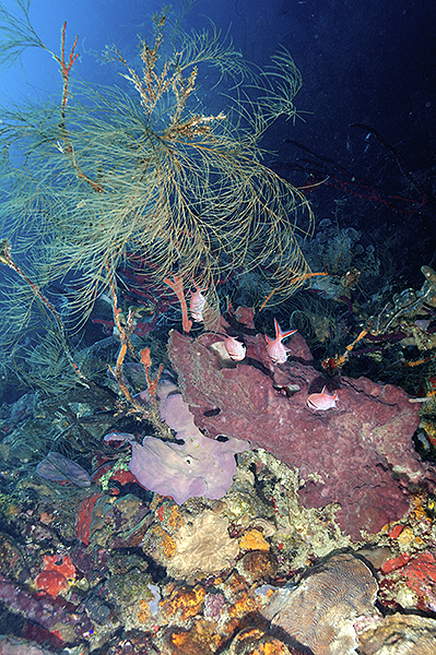Доминиканские кораллы