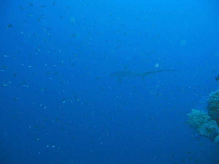 Fox shark, Daedalus Reef