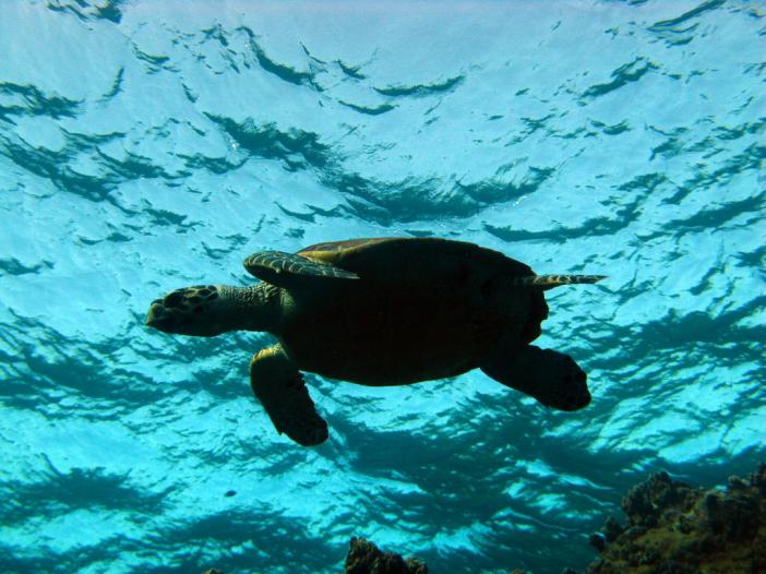 Turtle