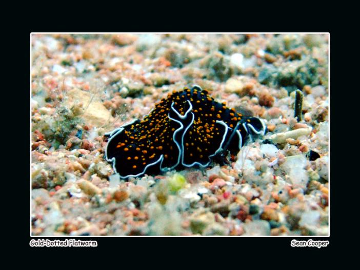 gold-dotted-flatworms