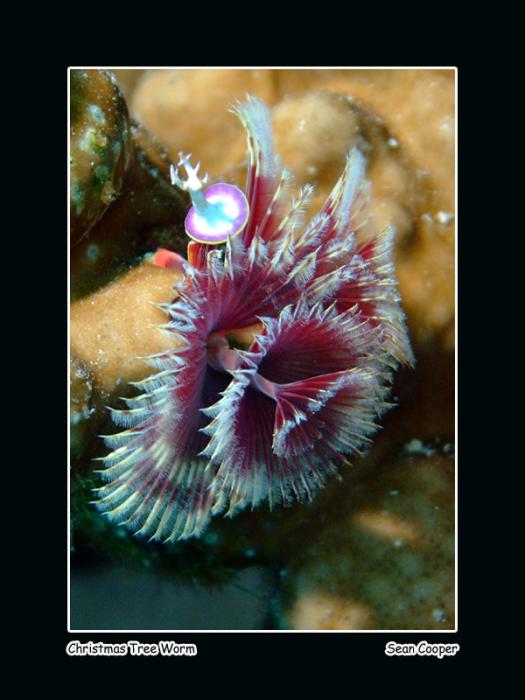 christmasworm