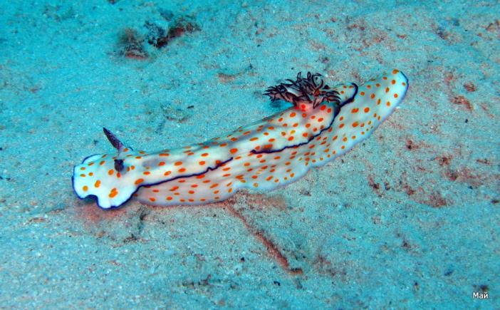 Nudibranch chromodorid