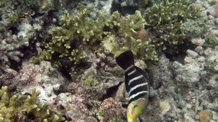    / Seychelles