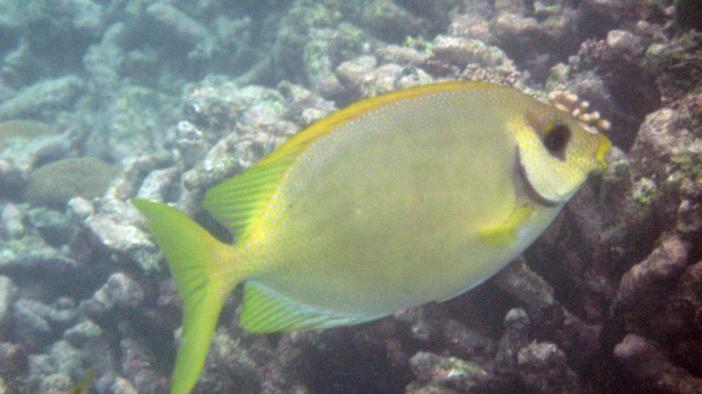    / Seychelles