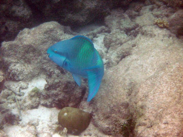    / Seychelles