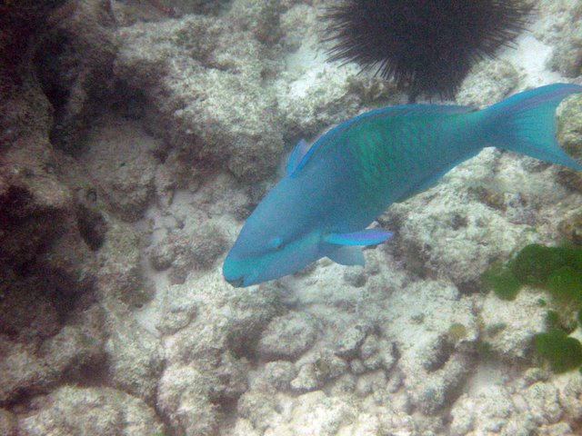    / Seychelles