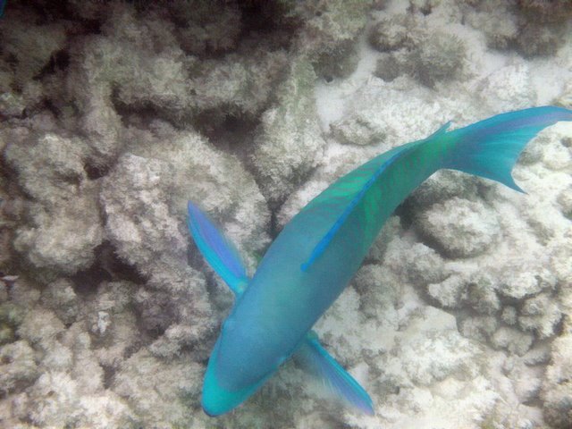    / Seychelles