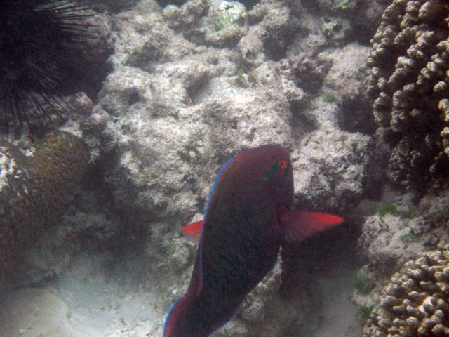    / Seychelles